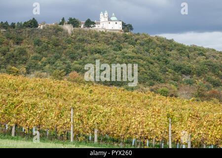 Il vigneto sotto la collina di Leopoldsberg vicino Vienna, Austria Foto Stock