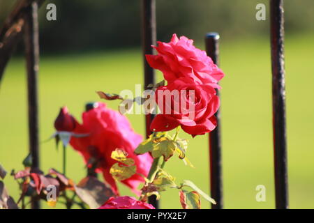 Red Rose bush da una ringhiera di metallo Foto Stock