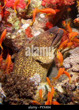 Giallo refilato murene e Anthias sul Fo'c'sle del relitto del Thistlegorm, Golfo di Suez. Foto Stock