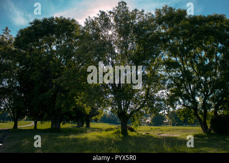 Albero con tramonto dietro Foto Stock