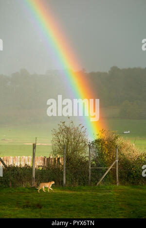 Cheetah big cat di nome Carl, prowls nel contenitore di ghepardi sul bagnato al giorno con pioggia e rainbow a Longleat Safari Park, Longleat House. Wiltshire. England Regno Unito. (103) Foto Stock