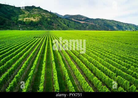 Vista panoramica di vino Marlborough destinazione in Nuova Zelanda Foto Stock