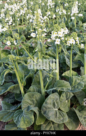 Gai la, noto anche come broccoli cinesi o cavolo cinese " Brassica oleracea', andando al seme. Foto Stock