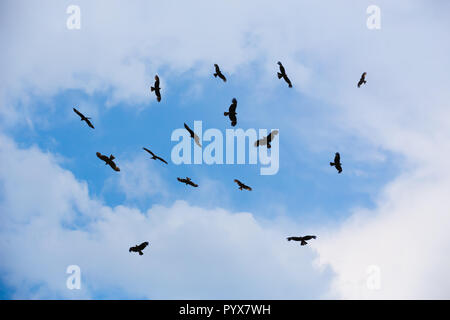 Aquile in volo in cielo in raggi di sole Foto Stock