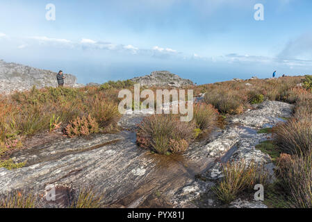 CAPE Town, Sud Africa, Agosto 17, 2018: la vista sulla cima della montagna della tavola a Cape Town. Turisti e piante fynbos sono visibili Foto Stock