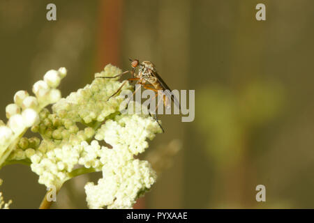 La danza volare, Empis sp. - Eventualmente Empis livida Foto Stock