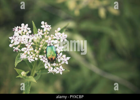 Cetonia aurata, beetle chiamato anche chafer rosa o verde chafer rose Foto Stock