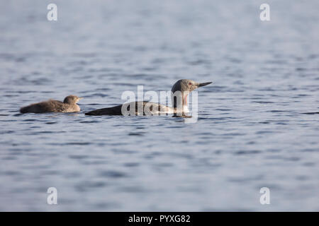 Sterntaucher, Stern-Taucher, mit Küken, Prachtkleid, Gavia stellata, rosso-throated diver, rosso-throated loon, Le Plongeon catmarin, le Plongeon à gorge Foto Stock