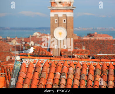 Grigio gabbiano appollaiato sulle piastrelle di una casa a Venezia e sullo sfondo la torre campanaria della chiesa dei Santi Apostoli Foto Stock