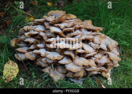 Close up di funghi Foto Stock