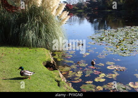 Anatre nuotare in un laghetto di ninfee Foto Stock