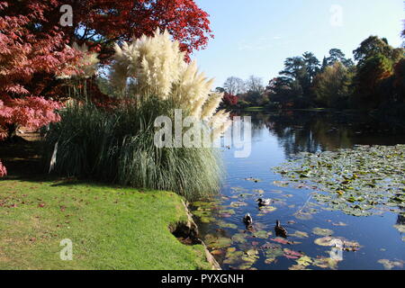 Anatre nuotare in un laghetto di ninfee Foto Stock