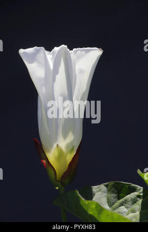 Maggiore copertura centinodia, Calystegia sepium, noto anche come Rutland bellezza, bugle vine, celeste trombe, bellbind e granny-pop-out-of-letto. Foto Stock