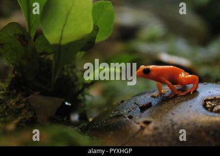 Rana arancione sulla roccia Foto Stock