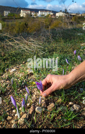 Il raccolto di zafferano nell'Altopiano di Navelli, Abruzzo Foto Stock