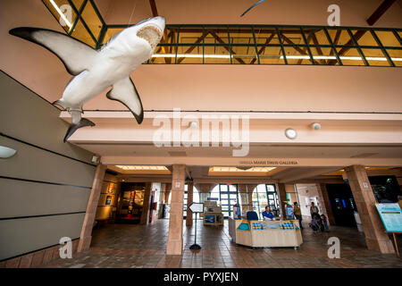 Lobby del Birch Aquarium presso lo Scripps Institution of Oceanography, San Diego, California. Foto Stock