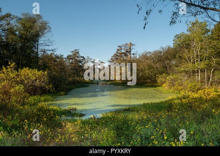 Il lago di Martin, Louisiana mattina Scena di caduta Foto Stock