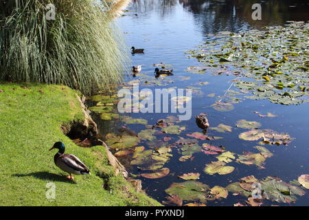 Anatre nuotare in un laghetto di ninfee Foto Stock