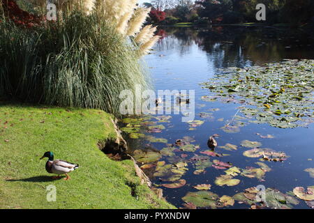 Anatre nuotare in un laghetto di ninfee Foto Stock