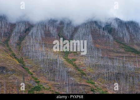 Scivoli di valanghe, Kootenay NP, British Columbia, Canada, da Bruce Montagne/Dembinsky Foto Assoc Foto Stock