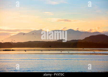 America del nord, Canada, British Columbia, l'isola di Vancouver, Tofino, Clayoquot Sound Foto Stock