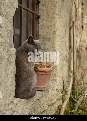 Grigio a pelo corto gatto seduto su una finestra di una vecchia casa in un villaggio in Sicilia, Italia, Europa Foto Stock