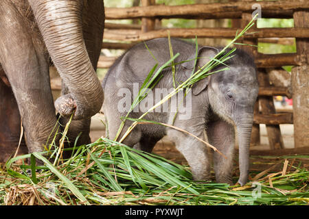 Funny Baby Elephant a giocare con la sua mamma Foto Stock