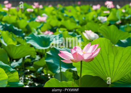 Una rosa fiore di loto (lat. Nelumbo nucifera) fiorire all'interno di molti altri in un campo su dal lago Foto Stock