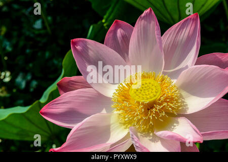 Una rosa fiore di loto (lat. Nelumbo nucifera) blooming, circondato dal verde delle foglie, in un campo su dal lago Foto Stock