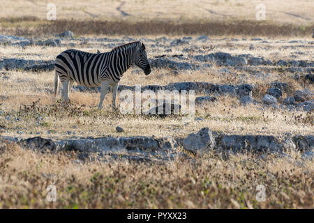 Una zebra a piedi attraverso retroilluminato savana giallo erba in luce della sera, il Parco Nazionale di Etosha, Namibia Foto Stock