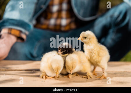 Immagine ritagliata di maschio l'agricoltore che detiene tavola di legno con adorabili pulcini all'aperto Foto Stock