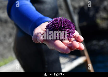 Spagna Isole Canarie: Tenerife. Viola ricci di mare (Sphaerechinus granularis) nella mano di un adolescente che indossa una muta. Diritti di pubblicazione OK.L Foto Stock