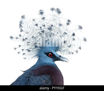 Testa di Victoria incoronato Pigeon - Goura victoria Foto Stock