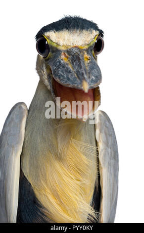 Close-up di una barca-fatturato Heron; Boatbill - Cochlearius cochlearius - isolato su bianco Foto Stock