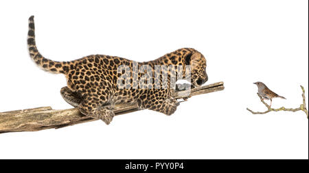 Spotted Leopard cub su un ramo guardando un uccello, isolato su bianco Foto Stock