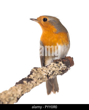 Unione Robin appollaiato su un ramo - Erithacus rubecula - isolato su bianco Foto Stock
