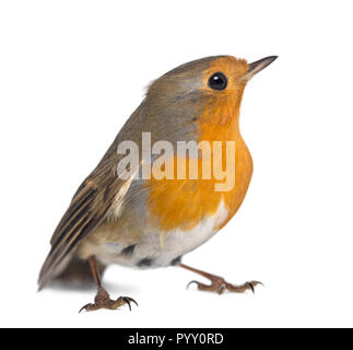 Unione Robin - Erithacus rubecula - isolato su bianco Foto Stock