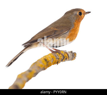 Unione Robin appollaiato su un ramo - Erithacus rubecula - isolato su bianco Foto Stock