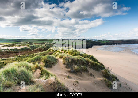 Marram Grass Ammophila crescono sulle dune di sabbia che si affaccia su sistema Crantock Beach in Newquay in Cornovaglia. Foto Stock