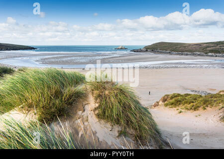 Marram Grass Ammophila crescono sulle dune di sabbia che si affaccia su sistema Crantock Beach in Newquay in Cornovaglia. Foto Stock