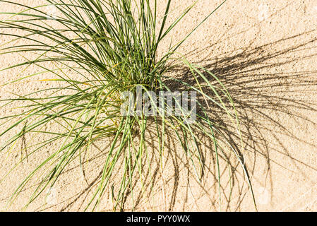 Marram Ammophila erba che cresce su una duna di sabbia sistema. Foto Stock