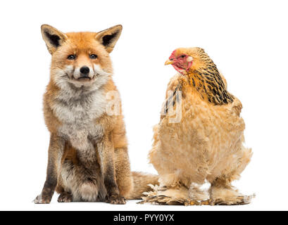 Hen seduto accanto a una volpe rossa, Vulpes vulpes, sta guardando, isolato su bianco Foto Stock