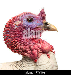 Close-up di una Turchia, Meleagris gallopavo, isolato su bianco Foto Stock