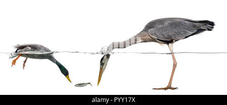 Il Germano Reale e airone di immersioni subacquee per catturare un pesce Foto Stock