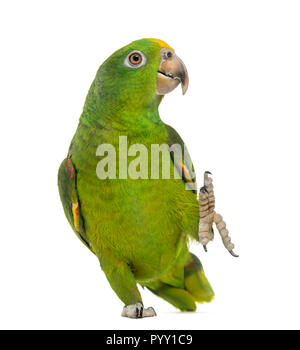 Giallo Panama capo-Amazon (5 mesi) isolato su bianco Foto Stock