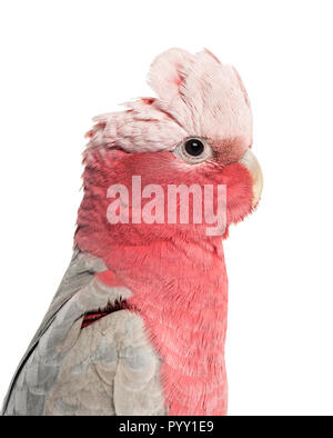 Rose-breasted Cockatoo (2 anni) isolato su bianco Foto Stock