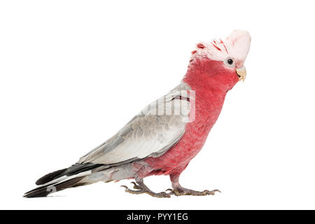 Rose-breasted Cockatoo (2 anni) isolato su bianco Foto Stock