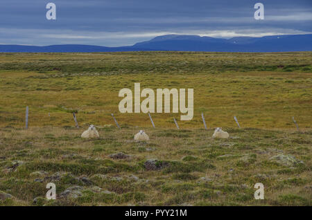 Pecore sul prato nelle highlands. L'Islanda Foto Stock