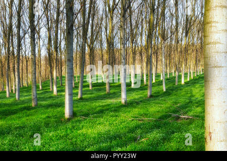 La luce del sole in un bosco di pioppi. Gerenzago, provincia di Lodi, Lombardia, Italia, Europa. Foto Stock