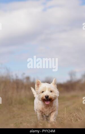 Felice cane bianco correre giù in autunno la natura Foto Stock